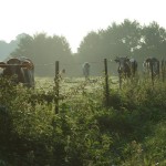 Omgeving